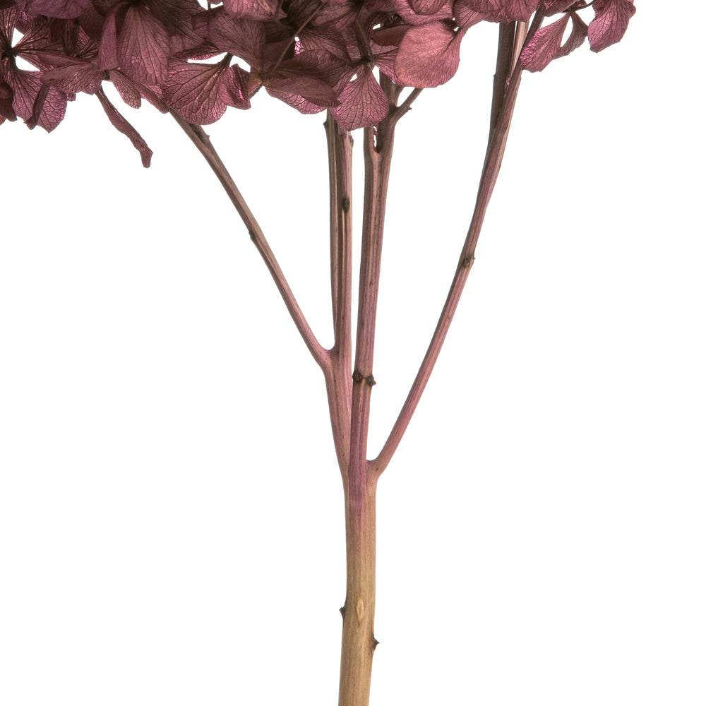 Vickerman 15" Purple Orchid Hydrangea with Multiple Branch Segments. Preserved