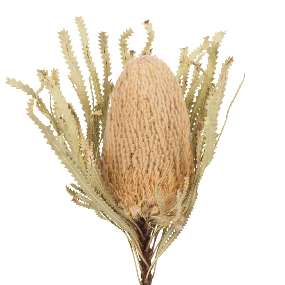 Vickerman 12" Jumbo Natural Banksia Flower with Stem. Includes 3 Stems per Pack. Dried