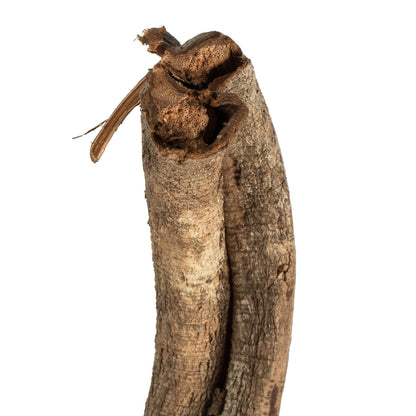 Vickerman 38-45" Natural Twisted Vine. Includes 2 Vines per Pack Dried