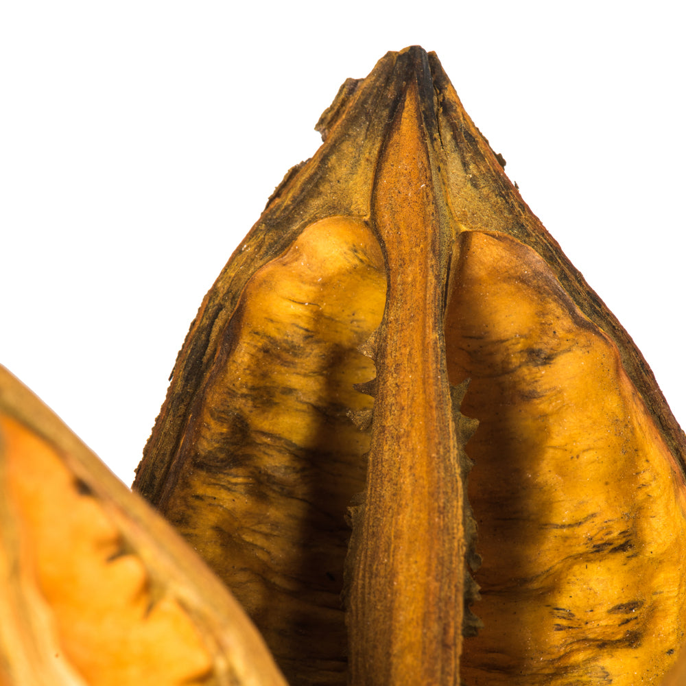 Vickerman 16" Aspen Gold Sora Pod attached to a Wood Stem.  Includes 5 Stems per Pack Dried