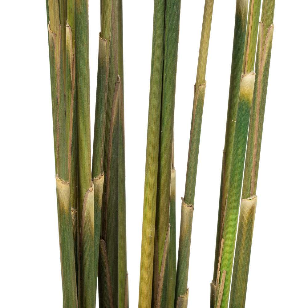 Vickerman 36" Natural Green Plume Reed Bundle (15-20 stems) Preserved