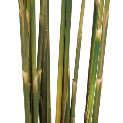 Vickerman 36" Natural Green Plume Reed Bundle (15-20 stems) Preserved
