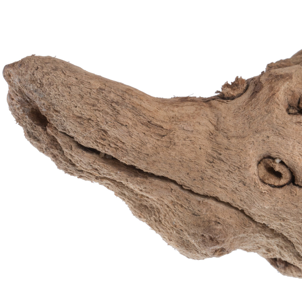 Vickerman Grapewood Sand Blasted trunk branchy Dried