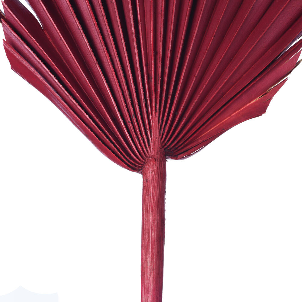 Vickerman Natural Botanicals 15.75 - 19.5" Deep Red Dried Palm Spear 12 per bag.