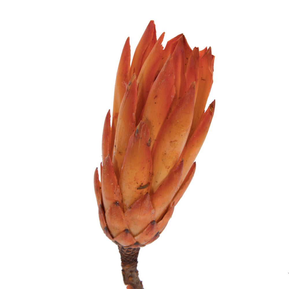 Vickerman 14" Nectarine Repens on a Natural Stem.  Includes 6 Stems per Bunch Dried