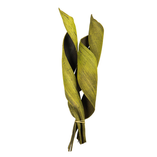 Vickerman 16 - 20" Basil Coco Paddle - Curled 6 Piece Bundle Dried