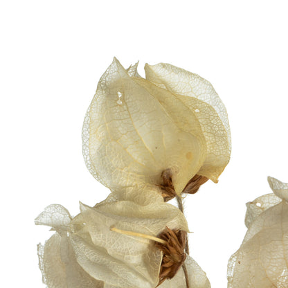 Vickerman 20-24" Natural Bleached Cara Blossom Spray. Includes 60 flower buds. Dried.