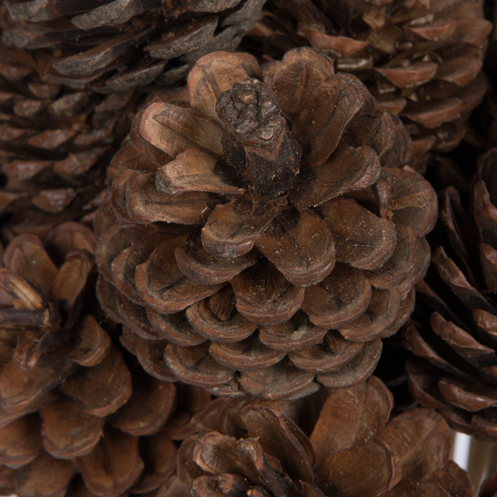 Vickerman Natural Botanicals 2" Blue Pine Natural on Stem. Includes 50 Pieces per Unit