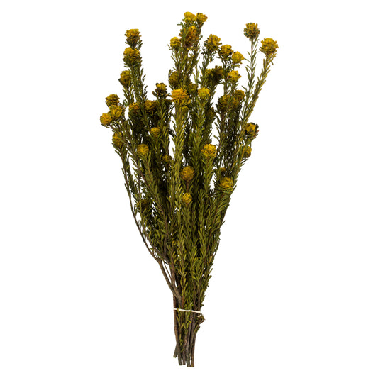 Vickerman 12" Yellow Tortum Bundle Female Preserved
