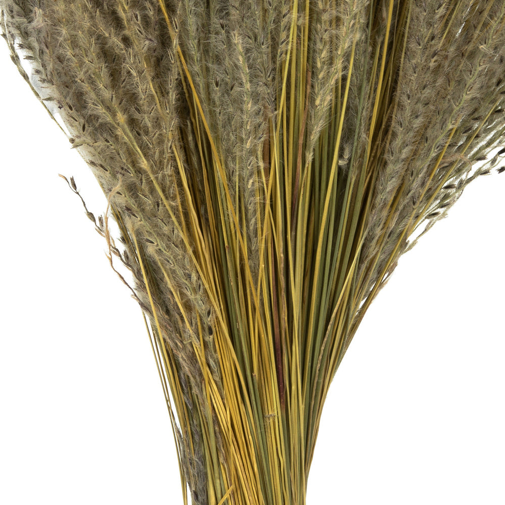 Vickerman 14-20" Natural Snowdrop Grass 3 pack Dried