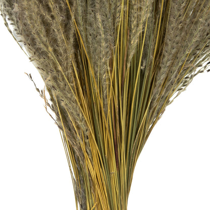 Vickerman 14-20" Natural Snowdrop Grass 3 pack Dried