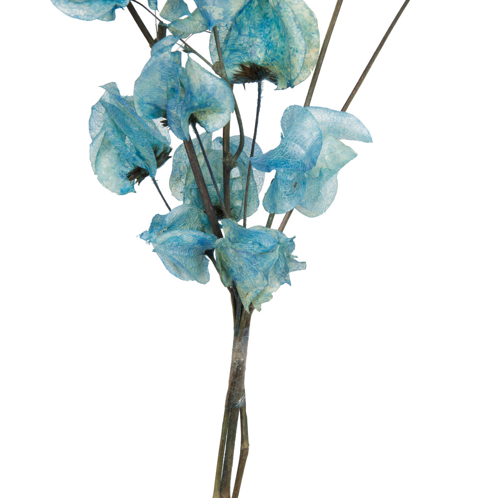 Vickerman 13.5-17" Light Blue Dried Cara Blossom Bundle Preserved.