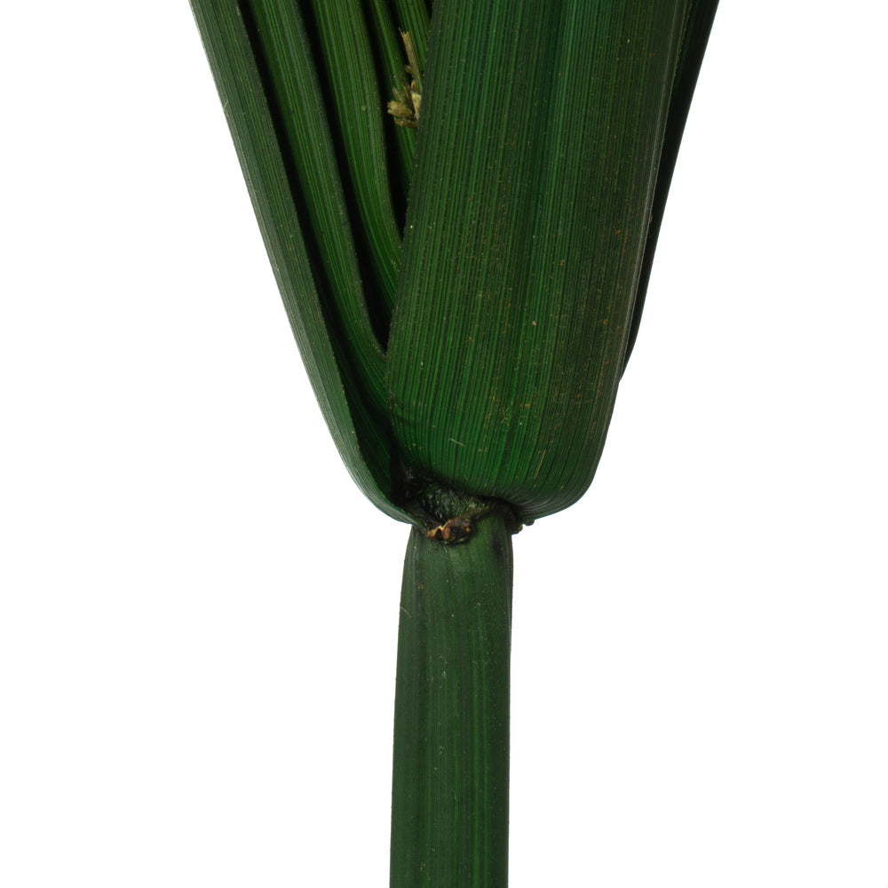 Vickerman 24-30" Green Papyrus XL 6 stem Bunch Preserved