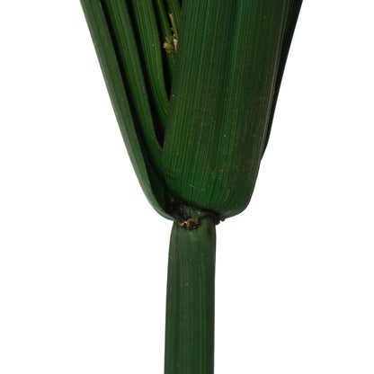 Vickerman 24-30" Green Papyrus XL 6 stem Bunch Preserved