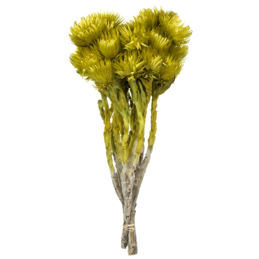 Vickerman 13-14" Basil Everlasting Flowers approximately 23 blooms Dried