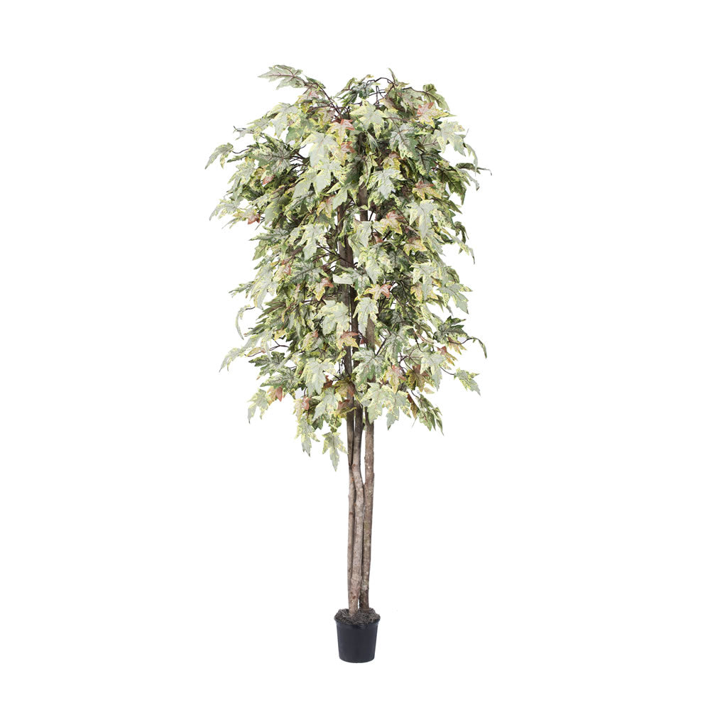 Vickerman 6' Artificial Frosted Maple Deluxe Black Plastic Pot