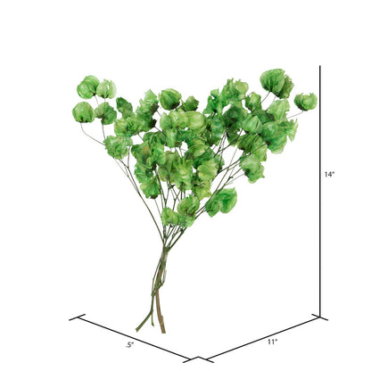 Vickerman 13.5-17" Green Dried Cara Blossom Bundle Preserved.
