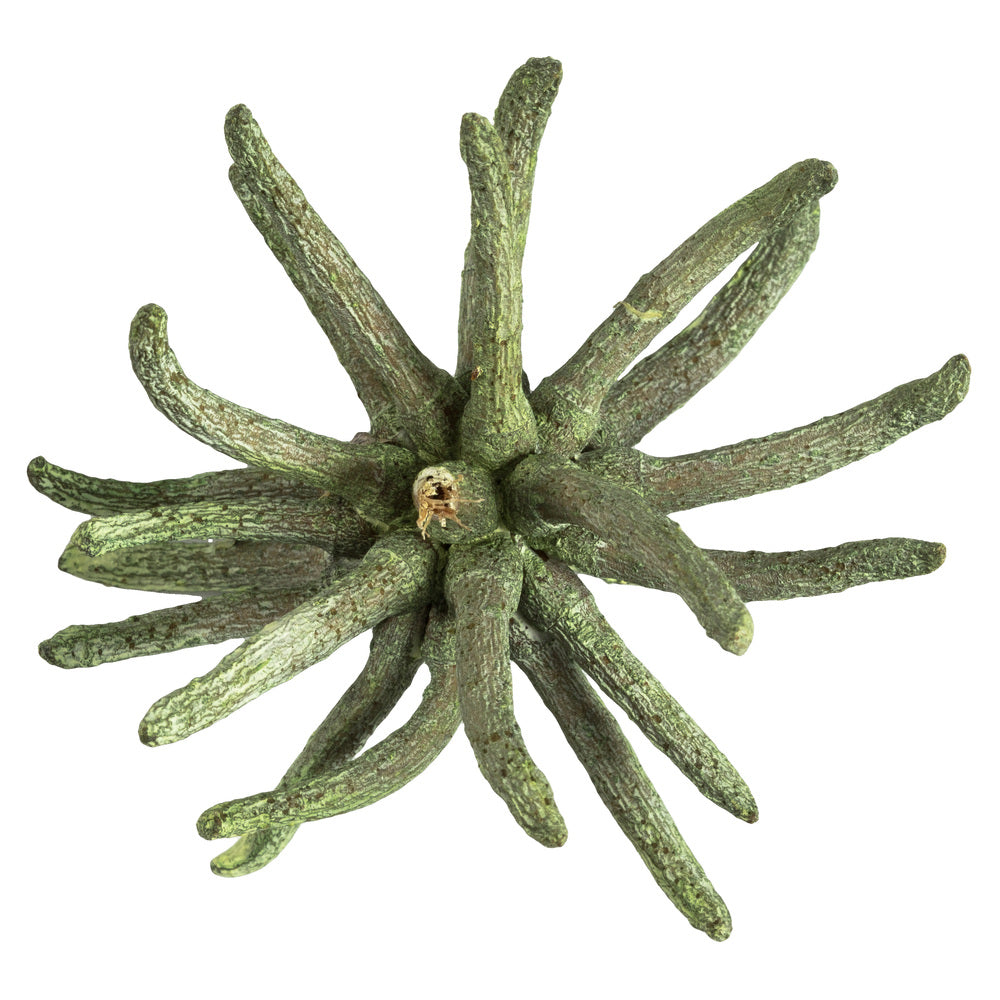 Vickerman 3-4" Frosted Green Spider Claws Includes 16-20 pieces per tray Dried