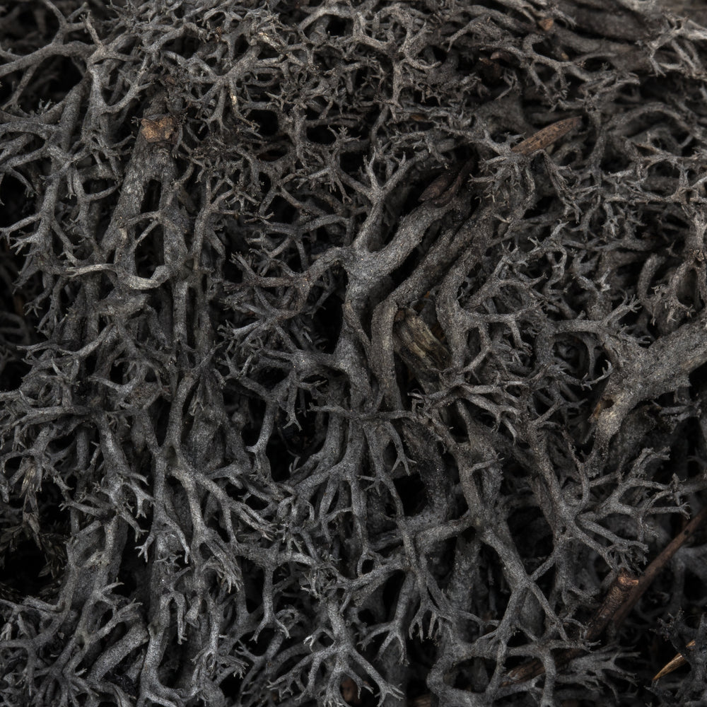 Vickerman Box Black Moss Reindeer- 9 lb bulk case Preserved