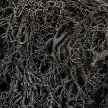 Vickerman Box Black Moss Reindeer- 9 lb bulk case Preserved