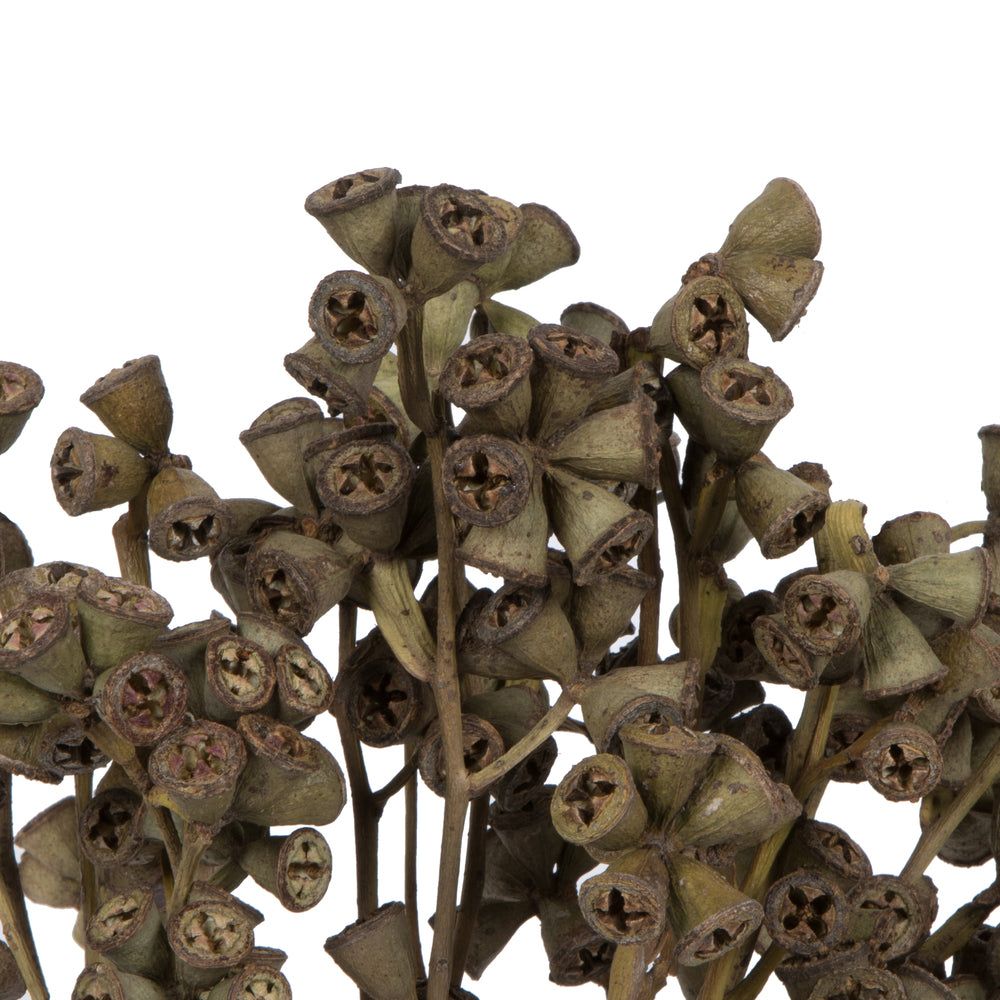 Vickerman Natural Botanicals 11" x 2-4" Conical Gum Branch 20 stems per unit