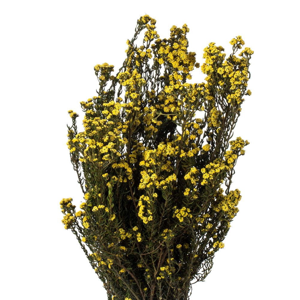Vickerman 12-22" Yellow Phylica 5-6 oz Bundle Preserved