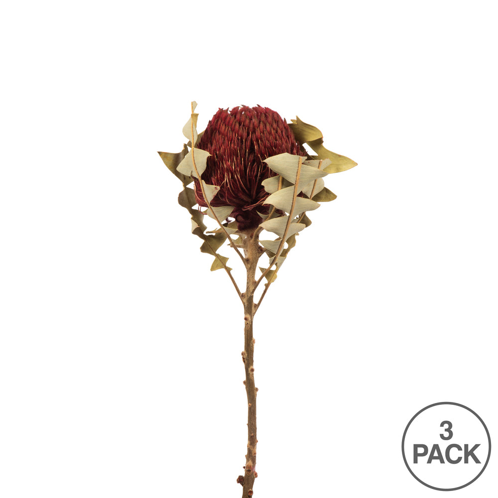 Vickerman 12" Red Baxteri (Banksia) Flower with Stem. Includes 3 Stems per Pack Dried