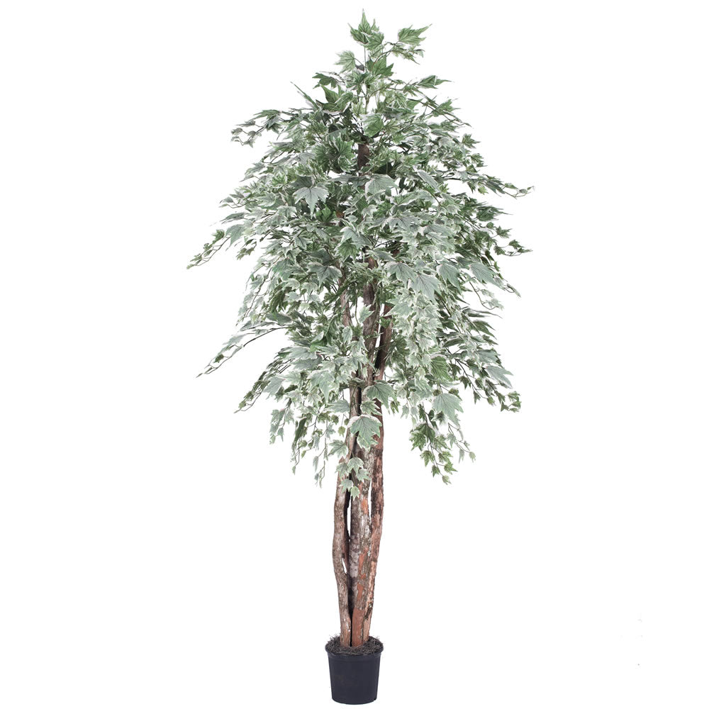 Vickerman 6' Artificial Silver Maple Executive Black Plastic Pot