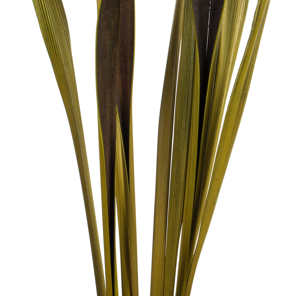 Vickerman 36-40" Basil Bahia Spears. Includes 18 Stems (2 - 9 Stem Bunches) Dried
