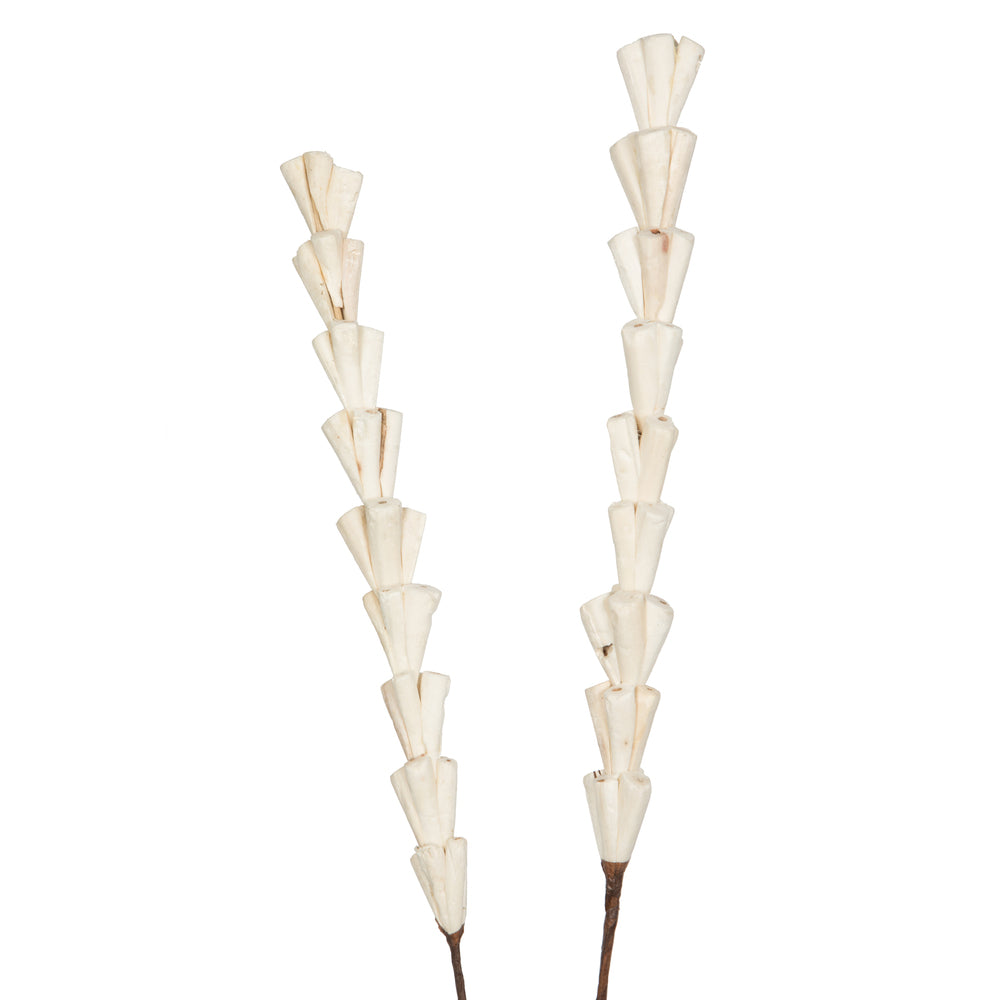 Vickerman Natural Botanicals 24" Natural Dried Sola Rajani Stick- 24 sticks/polybag. Preserved.