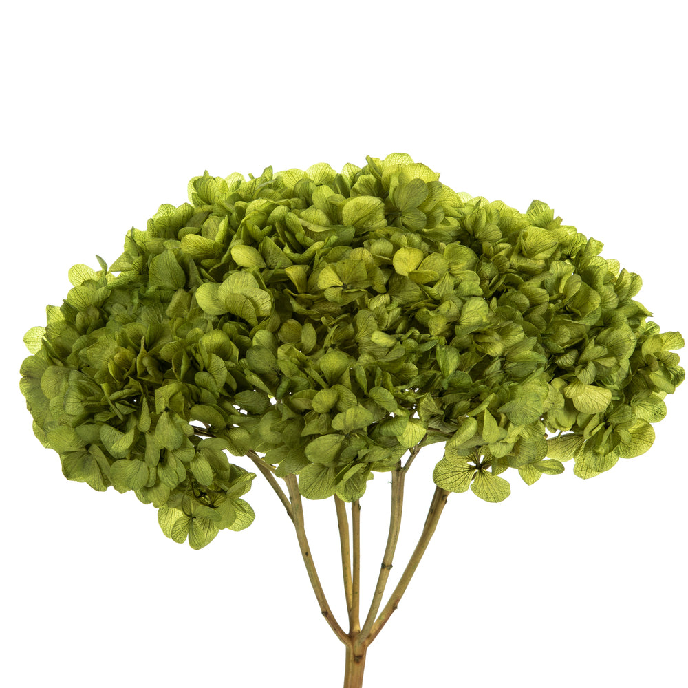 Vickerman 15" Basil Hydrangea with Multiple Branch Segments. Preserved
