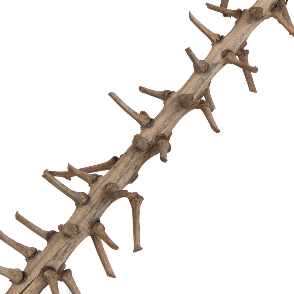 Vickerman Natural Botanicals 32" Coco Exotica Natural 2   pieces per Pack.