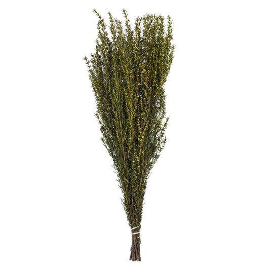 Vickerman 22-26" Yellow Grabia 5-6 oz Bundle Preserved