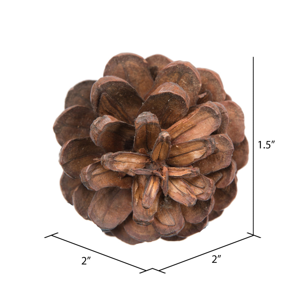 Vickerman Natural Botanicals 1.5" Blue Pine Natural. Includes 100 Pieces per Unit