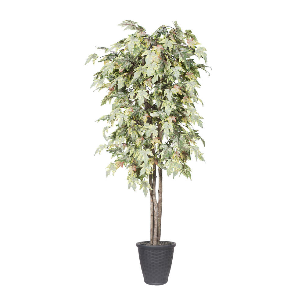 Vickerman 6' Artificial Frosted Maple Deluxe Tree Gray Round Plastic Container.
