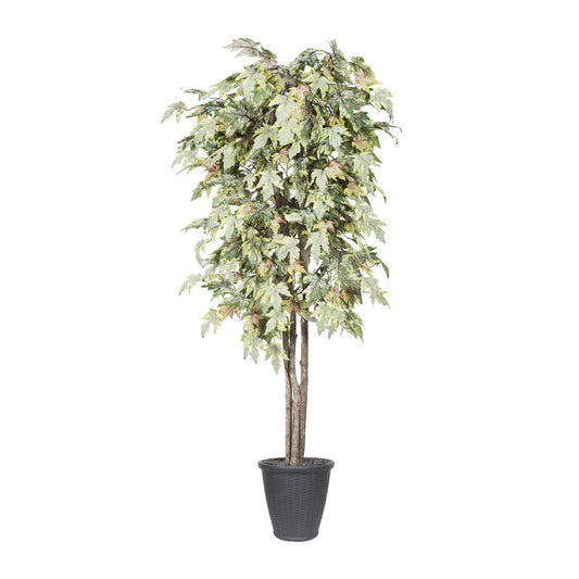 Vickerman 6' Artificial Frosted Maple Deluxe Tree Gray Round Plastic Container.
