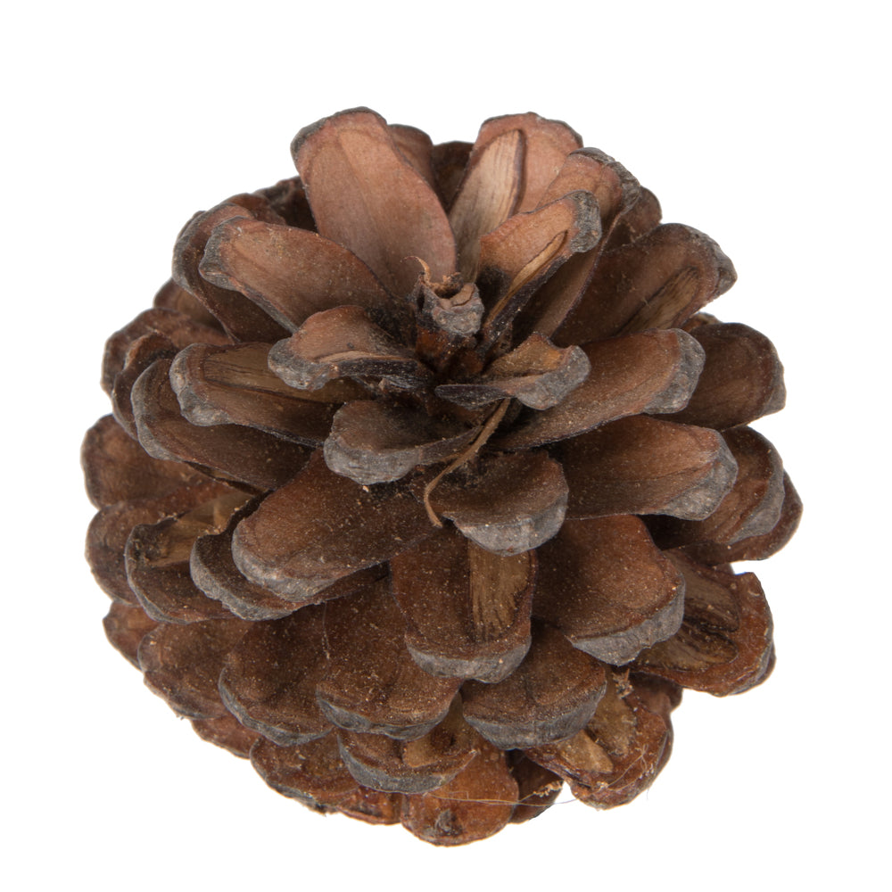 Vickerman Natural Botanicals 2" Blue Pine Natural. Includes 100 Pieces per Unit