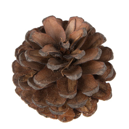 Vickerman Natural Botanicals 2" Blue Pine Natural. Includes 100 Pieces per Unit