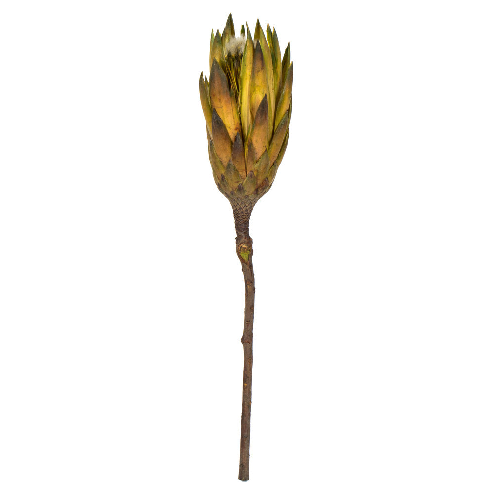 Vickerman 8-12" Basil Repens - Natural Stem - Bulk case 180 pieces Dried