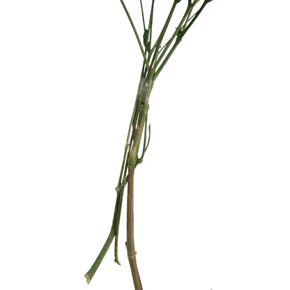 Vickerman 13.5-17" Green Dried Cara Blossom Bundle Preserved.