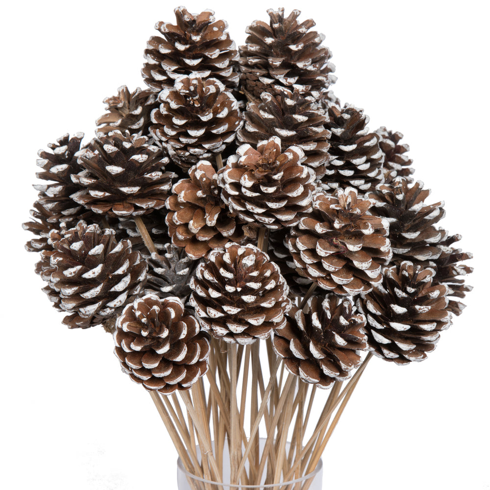 Vickerman Natural Botanicals 20" Blue Pine White Tip on Stem. Includes 50 Stems per Pack.