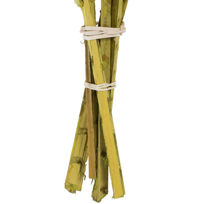 Vickerman 36-38" Basil Coco Palm  Thin Spine Basil 6 STEM BU (CPD-10) Dried