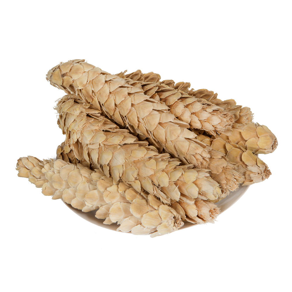 Vickerman Natural Botanicals 10" Strobus Extra Large Bleached. Includes 10 pieces per unit