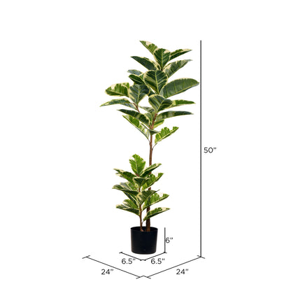 Vickerman 50" Artificial Potted Real Touch Dieffenbachia.