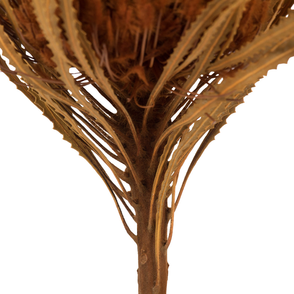 Vickerman 12" Autumn Banksia Flower with dyed foliage. Includes 25 Stems per Pack. Dried