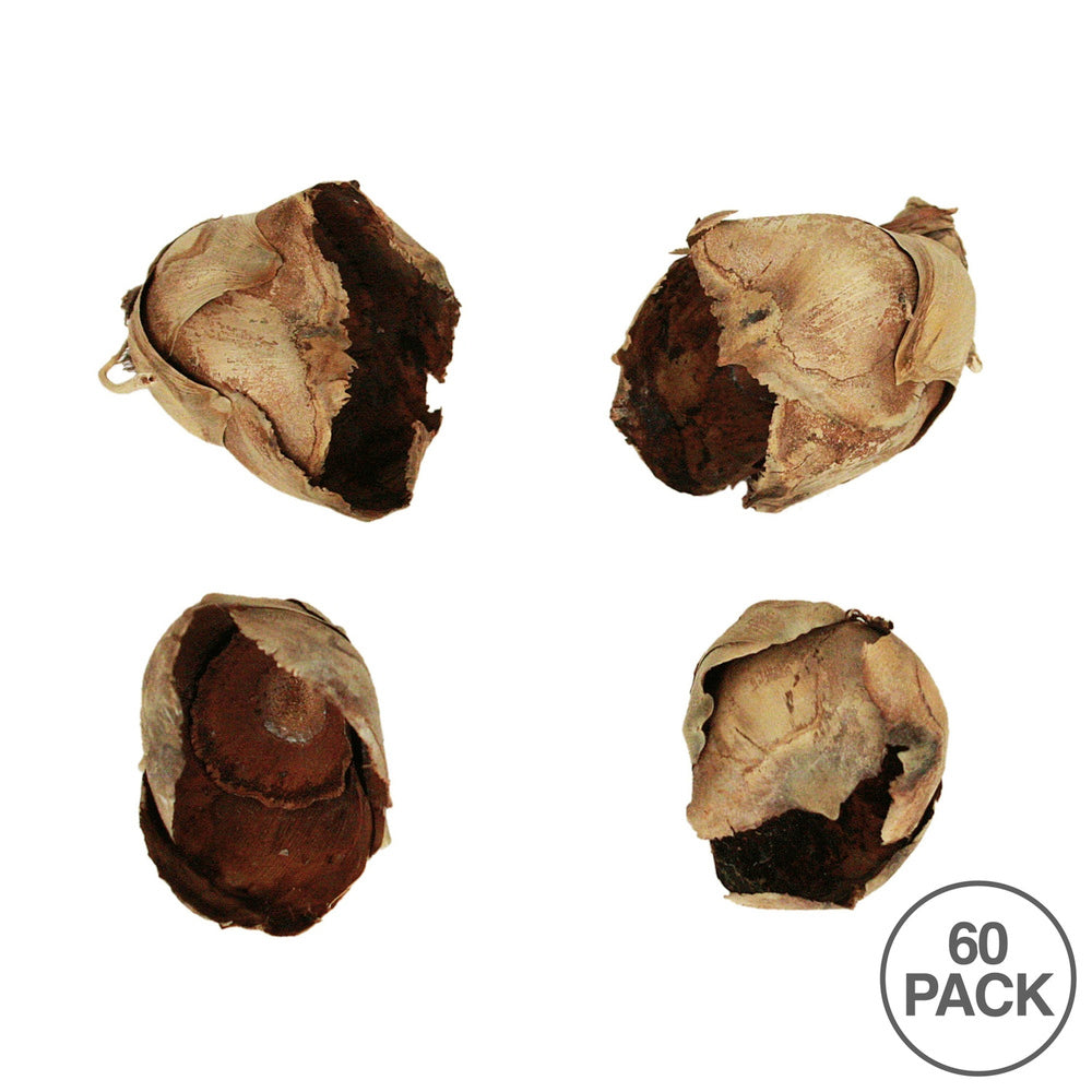 Vickerman 2-3" Natural Cacho Pod Bulk Case of 60 Pods Dried