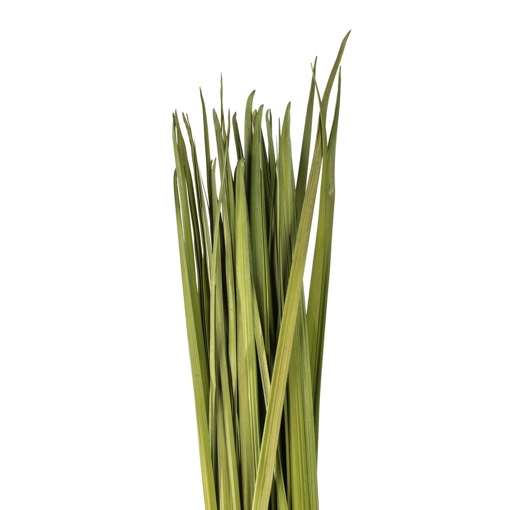 Vickerman 72" Foliage Green Sable Grass XL 16 oz Bundle Dried