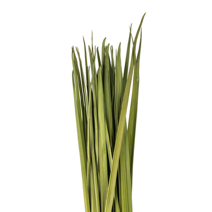 Vickerman 72" Foliage Green Sable Grass XL 16 oz Bundle Dried