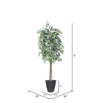 Vickerman 6' Artificial Variegated Ficus Tree Gray Round Plastic Container.