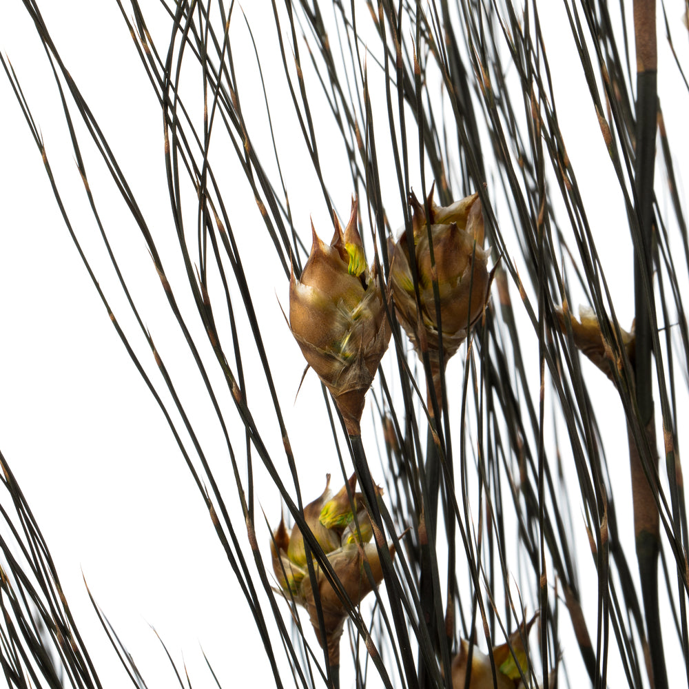 Vickerman 36-40" Natural Bell Grass with Seed Pods 8-9 oz Bundle Preserved